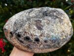 Abalone Shell, Seashell Incense Burner, Smudge Bowl for Holding Smudge Sticks, Incense, Crafts, Display, Jumbo - 7" to 8" - Image 6