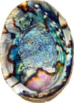 Hand Selected Abalone Shell, 6 Inches or Larger. Perfect for Holding Incense, Trinkets, and More - Image 6