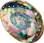 Hand Selected Abalone Shell, 6 Inches or Larger. Perfect for Holding Incense, Trinkets, and More
