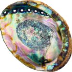 Hand Selected Abalone Shell, 6 Inches or Larger. Perfect for Holding Incense, Trinkets, and More