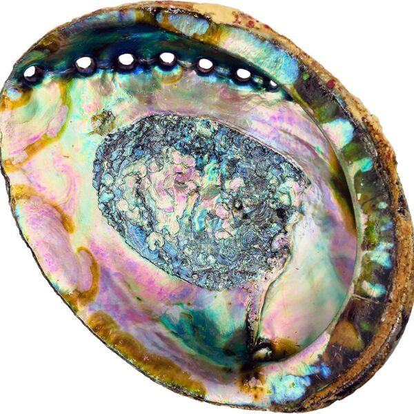 Hand Selected Abalone Shell, 6 Inches or Larger. Perfect for Holding Incense, Trinkets, and More