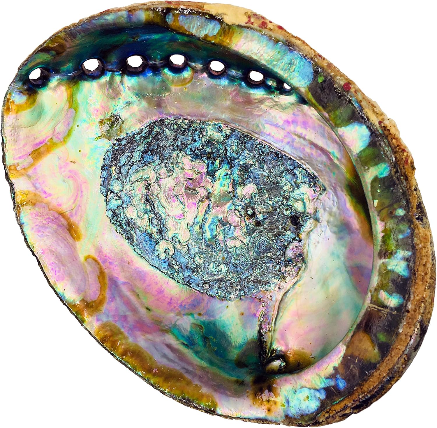 91mhcvYz1tL._AC_SL1500_.jpg Hand Selected Abalone Shell, 6 Inches or Larger. Perfect for Holding Incense, Trinkets, and More - Image 1