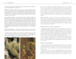 Edible Wild Plants: A North American Field Guide to Over 200 Natural Foods - Image 6