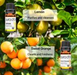PURA D'OR Organic Perfect10 Essential Oils Set - 10x 10mL Wood Box Aromatherapy Gift Set - 100% Pure Therapeutic Grade for Relaxation and Wellness (Lavender, Peppermint, Eucalyptus, Tea Tree & More) - Image 5