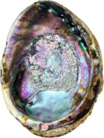 Hand Selected Abalone Shell, 6 Inches or Larger. Perfect for Holding Incense, Trinkets, and More - Image 5