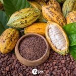 Yupik Organic Raw Cacao Beans, 2.2 lb (35.2 oz), Vegan, GMO-Free, Kosher, Gluten-Free, Dried Beans, Fermented, Unroasted, No Sugar Added, Source of Fiber & Iron, Ideal for Baking & Chocolate Making - Image 6