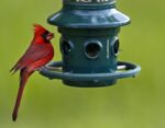 Squirrel Buster Plus Squirrel-proof Bird Feeder w/Cardinal Ring and 6 Feeding Ports, 5.1-pound Seed Capacity, Adjustable, Pole-mountable (POLE ADAPTOR SOLD SEPARATELY), Green - Image 10