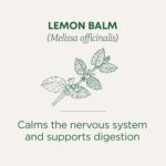Traditional Medicinals - Organic Lemon Balm Herbal Tea (6 Pack) - Stress Relief & Supports Digestion - 96 Tea Bags Total - Image 2