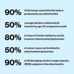 Mitochondrial Health | Longevity & Anti-Aging Supplement for Cellular Nutrition | Promotes Cell Metabolism & Energy | 30 Servings | Non-GMO & 3rd Party Tested - Image 2