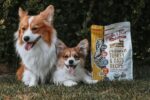 Tender & True Small Breed Organic Turkey & Oats - Image 3