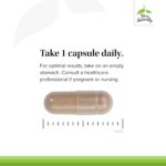 Terry Naturally Adaptra - Supplement to Support Adrenal Health - Ashwagandha Supplement with Rhodiola Rosea Extract - Herbal Supplement to Support Energy & Concentration - 60 Capsules - Image 4