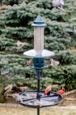 Squirrel Buster Plus Squirrel-proof Bird Feeder w/Cardinal Ring and 6 Feeding Ports, 5.1-pound Seed Capacity, Adjustable, Pole-mountable (POLE ADAPTOR SOLD SEPARATELY), Green - Image 5