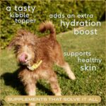 Native Pet Bone Broth for Dogs and Cats - Chicken Bone Broth Powder Dog Food Toppers for Picky Eaters - Provides Extra Nutrition for Joint Strength, Immune Support & Heart Health - 48 Scoops - Image 3