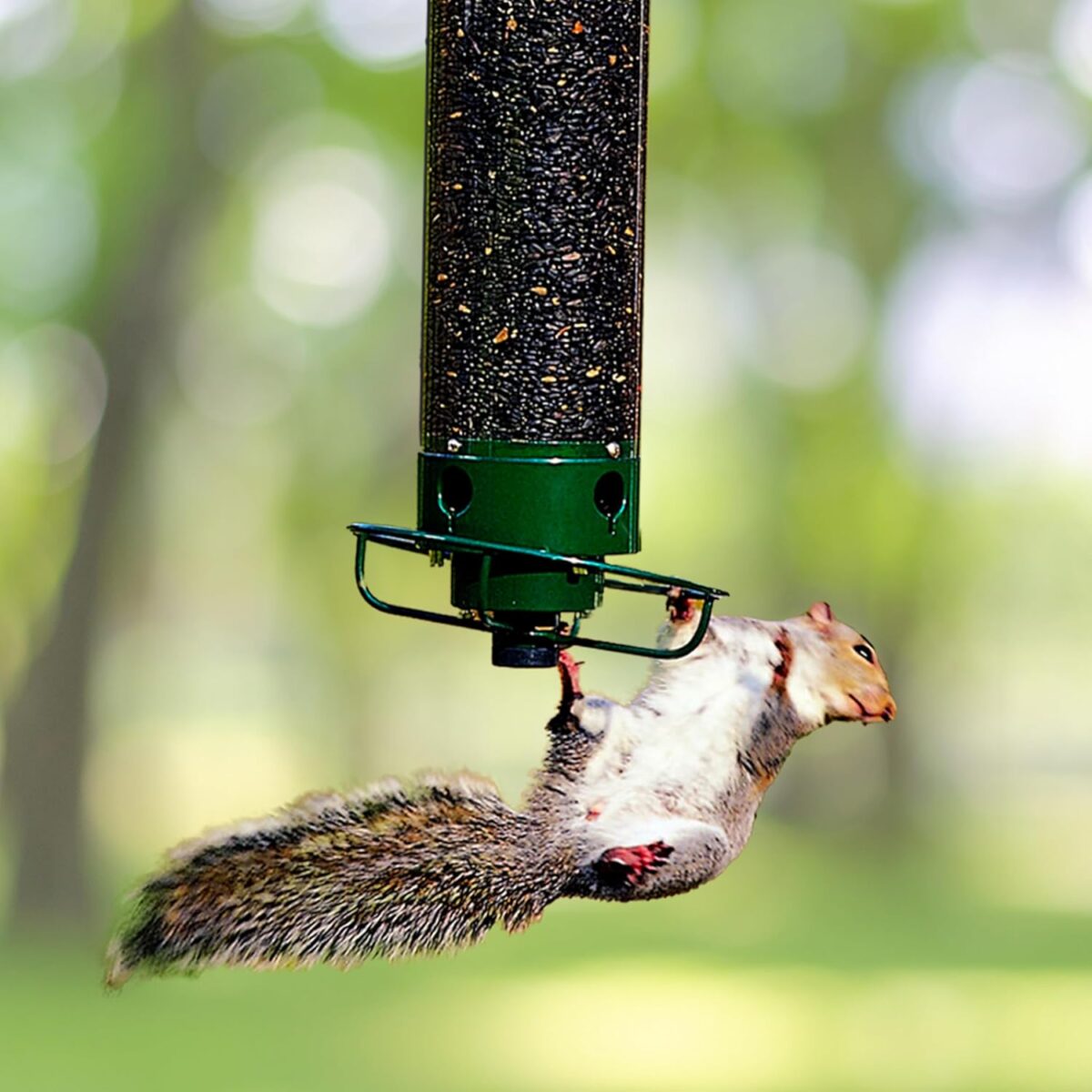 Droll Yankees YF-M Yankee Flipper Squirrel-Proof Wild Bird Feeder With Weight Activated Rotating Perch - 5Lbs Seed Capacity - Image 4