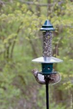 Squirrel Buster Plus Squirrel-proof Bird Feeder w/Cardinal Ring and 6 Feeding Ports, 5.1-pound Seed Capacity, Adjustable, Pole-mountable (POLE ADAPTOR SOLD SEPARATELY), Green - Image 12
