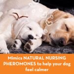 ThunderEase Dog Calming Pheromone Diffuser Kit | Powered by ADAPTIL | Vet Recommended to Relieve Separation Anxiety, Stress Barking & Chewing, and Fear of Fireworks & Thunderstorms (30 Day Supply) - Image 6