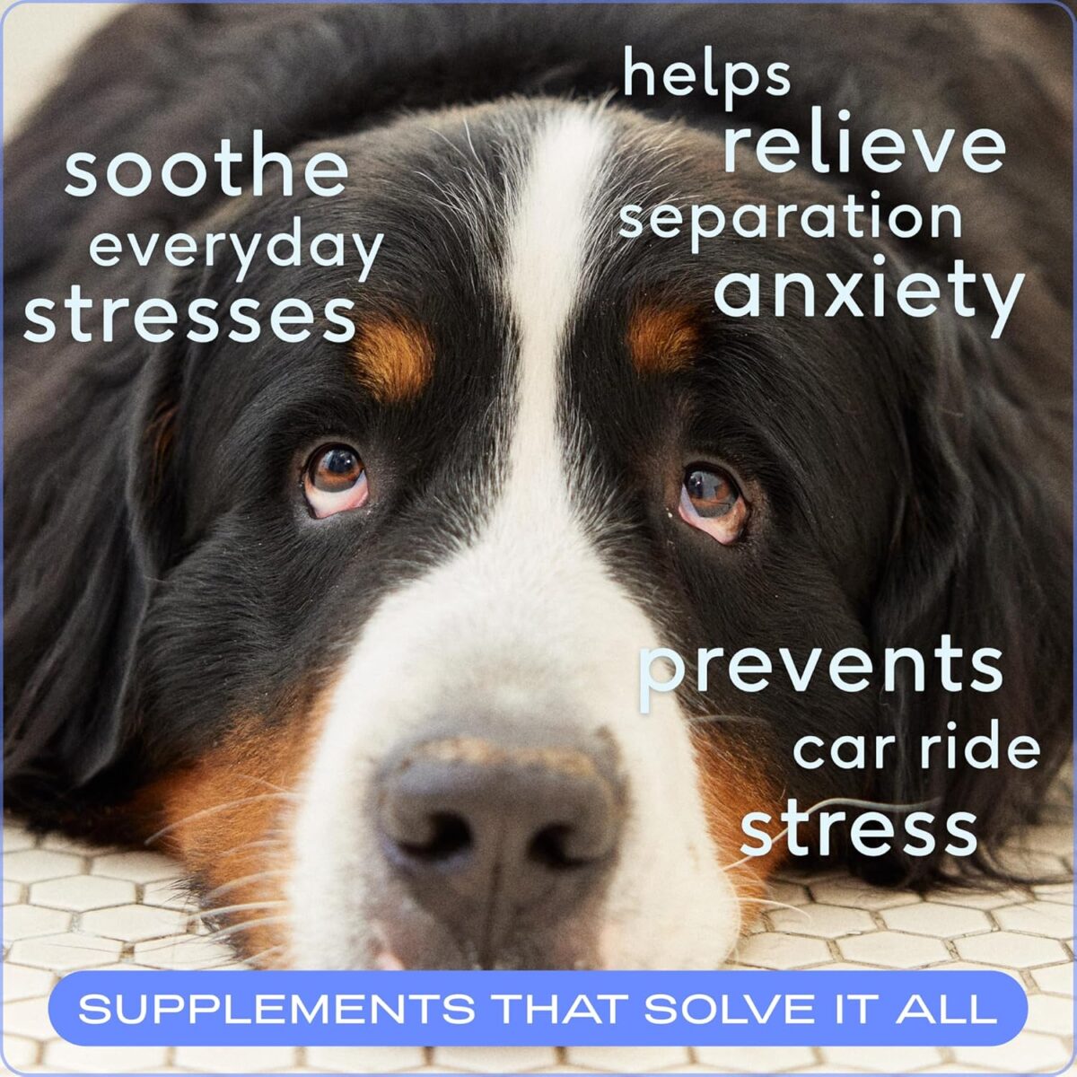 Native Pet Calm Dog Calming Chews - 30 Treats - Dog Melatonin for Small, Medium, Large Breeds – Natural Anxiety Relief, Calming & Sleep Aid – Puppy Essentials - Image 2