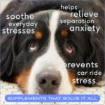 Native Pet Calm Dog Calming Chews - 30 Treats - Dog Melatonin for Small, Medium, Large Breeds – Natural Anxiety Relief, Calming & Sleep Aid – Puppy Essentials - Image 2