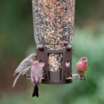 Perky-Pet 334-1SR Squirrel-Be-Gone Max Large Wild Bird Feeder with Flexports, Squirrel Proof Bird Feeder with Weight-Activated Perches - 4LB Seed Capacity - Image 17