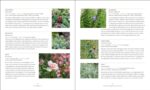 Master Recipes from the Herbal Apothecary: 375 Tinctures, Salves, Teas, Capsules, Oils, and Washes for Whole-Body Health and Wellness - Image 7