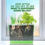 Root Viewer Kit for Kids - Easter Gifts - Grow Your Own Plant for Boys & Girls - Science STEM Toy & Craft Growing Kits for Ages 4-8 Birthday Gifts for Boy, Girl 4, 5, 6, 7, 8, Year Old - Gardening Toy - Image 2