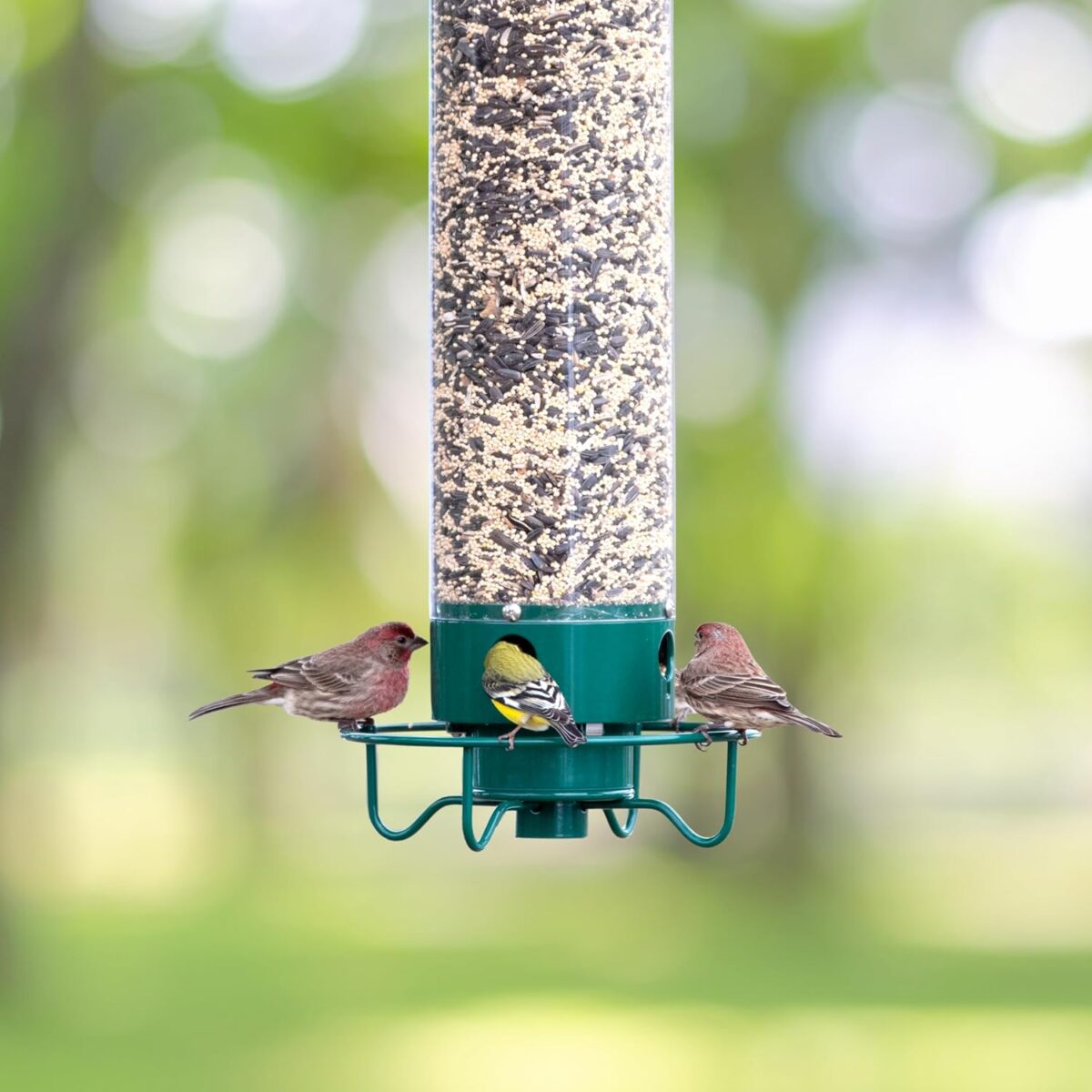 Droll Yankees YF-M Yankee Flipper Squirrel-Proof Wild Bird Feeder With Weight Activated Rotating Perch - 5Lbs Seed Capacity - Image 2
