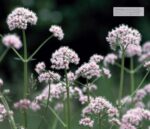 Herbal Remedies Handbook: More Than 140 Plant Profiles; Remedies for Over 50 Common Conditions - Image 3