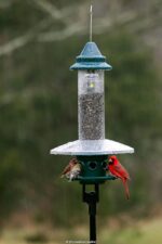 Squirrel Buster Plus Squirrel-proof Bird Feeder w/Cardinal Ring and 6 Feeding Ports, 5.1-pound Seed Capacity, Adjustable, Pole-mountable (POLE ADAPTOR SOLD SEPARATELY), Green - Image 9