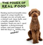 Simple Food Project The Freeze Dried Raw Dog Food Topper Featuring Organic Human Grade Ingredients [6 Pack Variety - 1oz Samples Bison, Duck, Lamb, Beef/Salmon, Duck/Trout, and Chicken/Turkey] … - Image 7