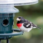 Squirrel Buster Plus Squirrel-proof Bird Feeder w/Cardinal Ring and 6 Feeding Ports, 5.1-pound Seed Capacity, Adjustable, Pole-mountable (POLE ADAPTOR SOLD SEPARATELY), Green - Image 7