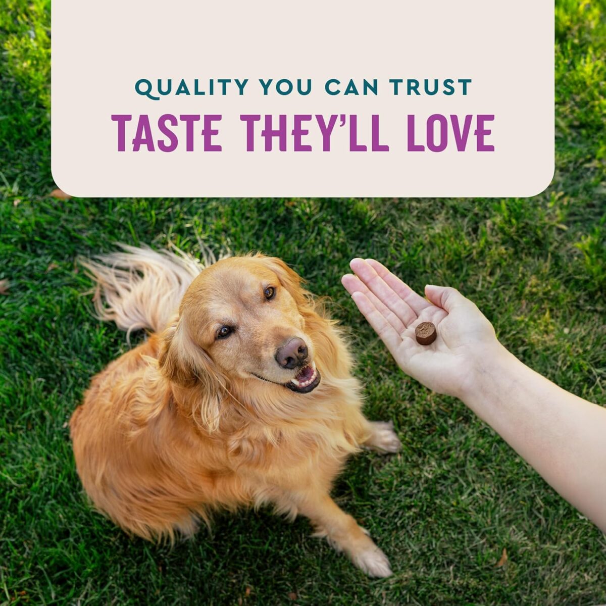 VetIQ Calming Support Supplement for Dogs, Calming Chews Help Manage Stress and Promote Relaxation, Anxiety Relief for Dogs, Made in The USA, 60 Count - Image 7