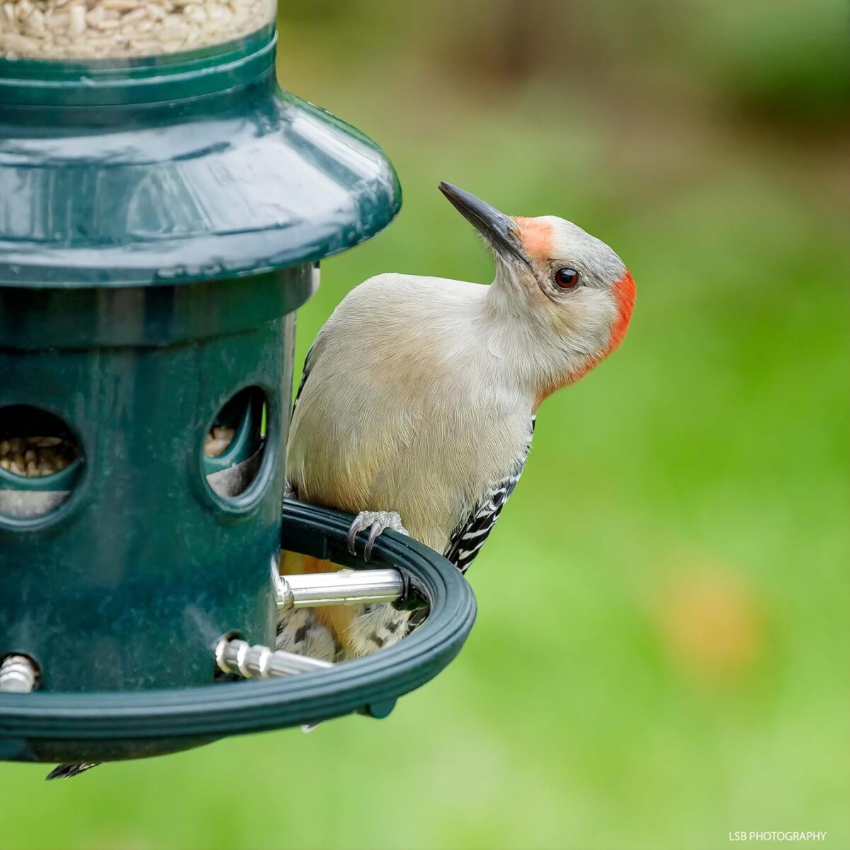 Squirrel Buster Plus Squirrel-proof Bird Feeder w/Cardinal Ring and 6 Feeding Ports, 5.1-pound Seed Capacity, Adjustable, Pole-mountable (POLE ADAPTOR SOLD SEPARATELY), Green - Image 4