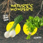 Root Viewer Kit for Kids - Easter Gifts - Grow Your Own Plant for Boys & Girls - Science STEM Toy & Craft Growing Kits for Ages 4-8 Birthday Gifts for Boy, Girl 4, 5, 6, 7, 8, Year Old - Gardening Toy - Image 8
