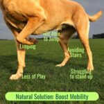Anti-Inflammatory Green Lipped Mussel for Dogs Powder - Image 2