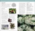 Herbal Remedies Handbook: More Than 140 Plant Profiles; Remedies for Over 50 Common Conditions - Image 8